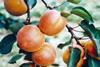 Apricot volumes pegged to fall
