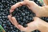 Argentinean blueberry exports climb