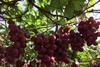 Vanguard Red Globe Isabella Challapampa