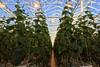 Thanet Earth cucumbers
