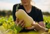 Barfoots_Butternut_8
