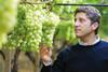 Vito Liturri Agricoper grapes Italy