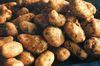 Potato breakthrough ‘to slash breeding time’