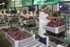 Peru: Traubenernte rund drei Prozent größer geschätzt als im Vorjahr