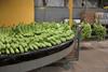 Banana packing facility Adobe Stock