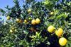 Florida citrus forecast revised down