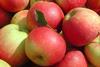 Österreich: Apfellagerstand halbiert sich