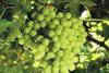 Grape supplies in a squeeze