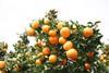 Optimism up as citrus sales overperform