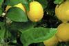 Lemons