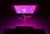Plant under LED lights
