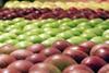 apples