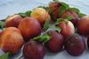 South African nectarines
