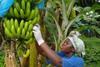 Bananas are still leading Fairtrade sales