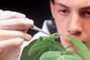 How secure is Britain’s horticulture sector?