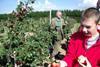 School project sets sights on orchard saviour
