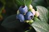Foto: Berries ZA