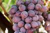 Candy Hearts table grapes