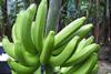 Ecuador Bio-Bananen - Produktion & Verpackung (22)