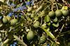 Weestfalia sount africa