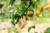 Chinese pear on tree