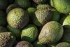 avocado generic hass free use