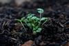 Soil