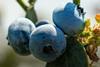 Complejo Agroindustrial Beta blueberries