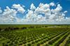 Florida orange groves