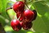 Bing cherries are known for their healthy qualities