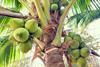 GEN Coconut with coconuts palm tree are Perennial plant and fruit, coconut bunch on uprisen angle, fragrant coconut, Young Nam-Hom coconut for drinking