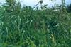 Plant species under threat