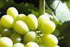 Price hikes hit grape consumption