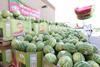 CH Robinson watermelon world record display