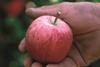 Vog apple