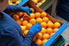 Generic packing sorting citrus into boxes crates Adobe