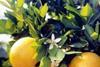Florida grapefruit on the rebound