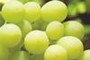 Saudi grapes