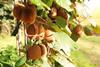 Sweeki Kiwifruit