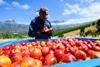 South Africa stonefruit arvest in bins Hortgro