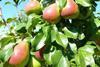 South Africa pears Stargrow Celina blushed