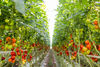 Growers United