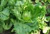 Salat: Wachstum durch neue Sorten und Convenience