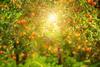 Citrus grove with sun shining through