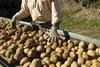 Frankreich: Kartoffelbranche profitiert von Corona-Krise