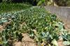 Extreme weather poses a growing risk to the UK’s food supply resilience