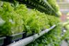 Vertical farms have shelves of crops stacked on top of each other in a controlled environment