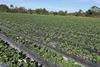 Oppy Dole Florida strawberry production US