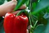 Tangmere specialises in pepper production