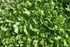 French blamed for Lambs lettuce let down